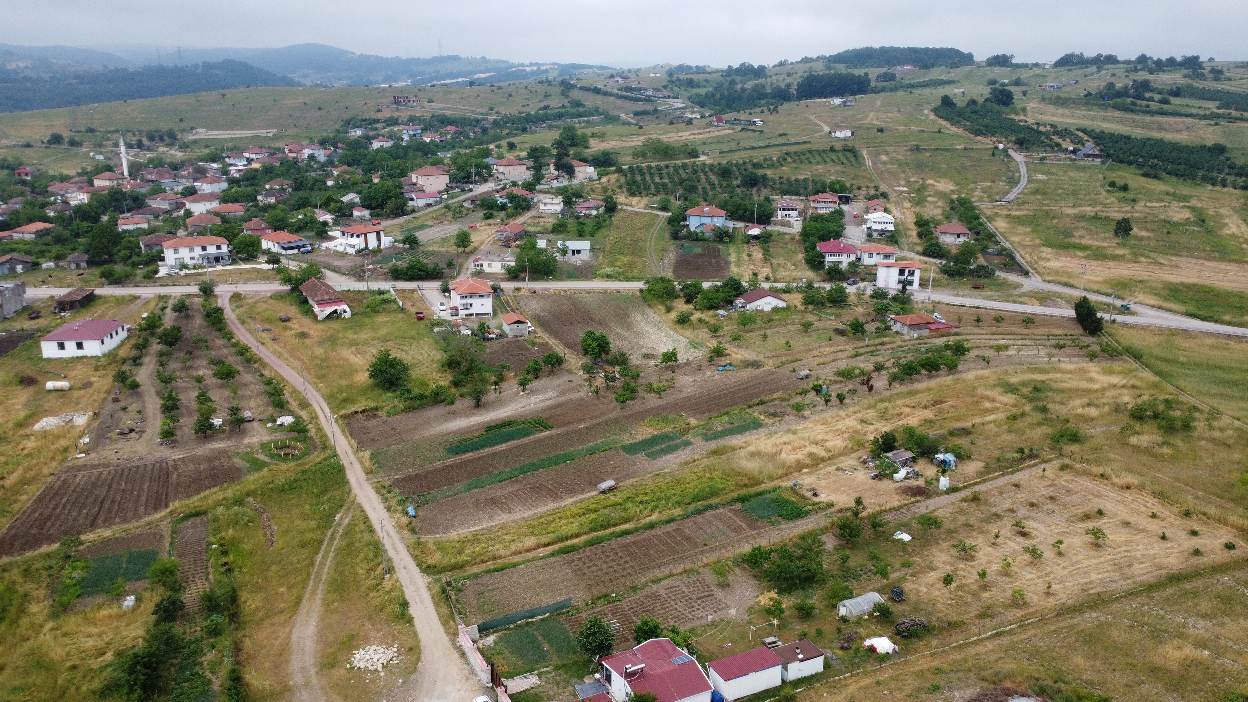 Ağaçağıl